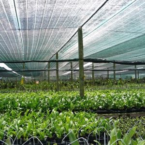 Lưới Lan Việt Nam