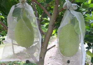 Lưới Nông Nghiệp